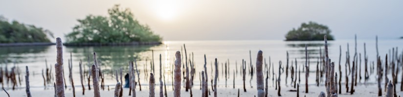 Mangroves